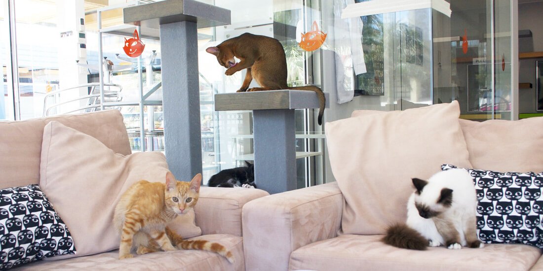 The Crazy Cat Cafe (image supplied)