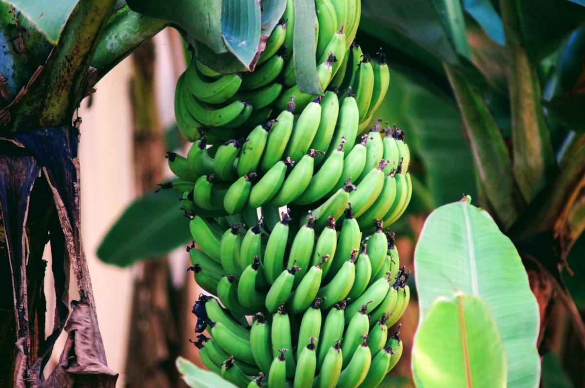 Bananas (image from unsplash)