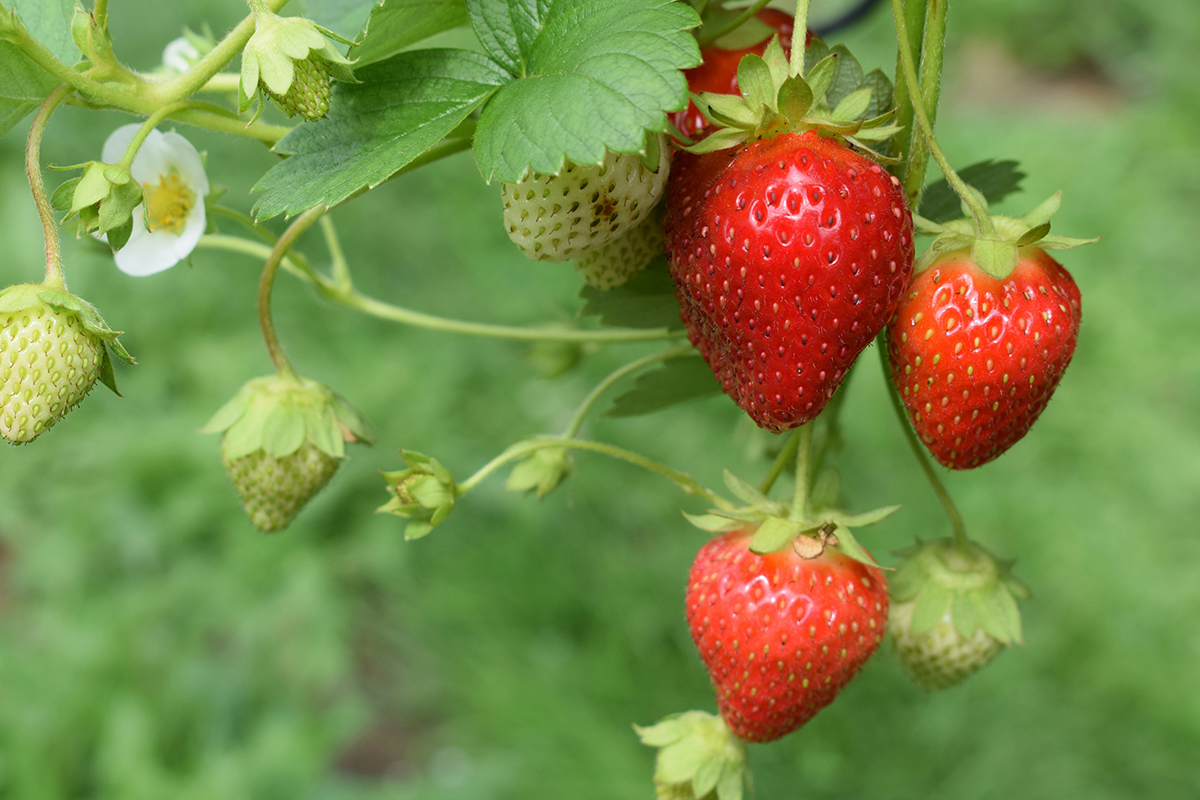 Strawberries (image from unsplash)