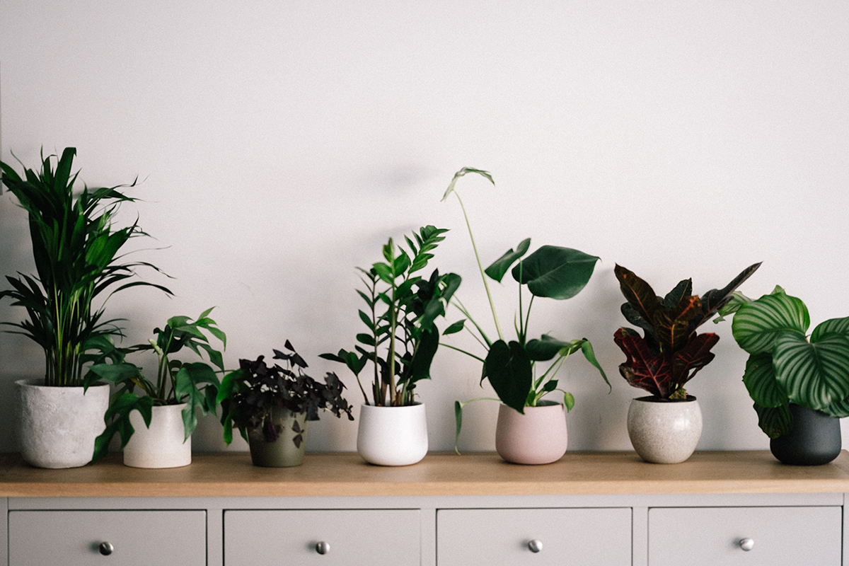 Indoor Plants (image via Unsplash)