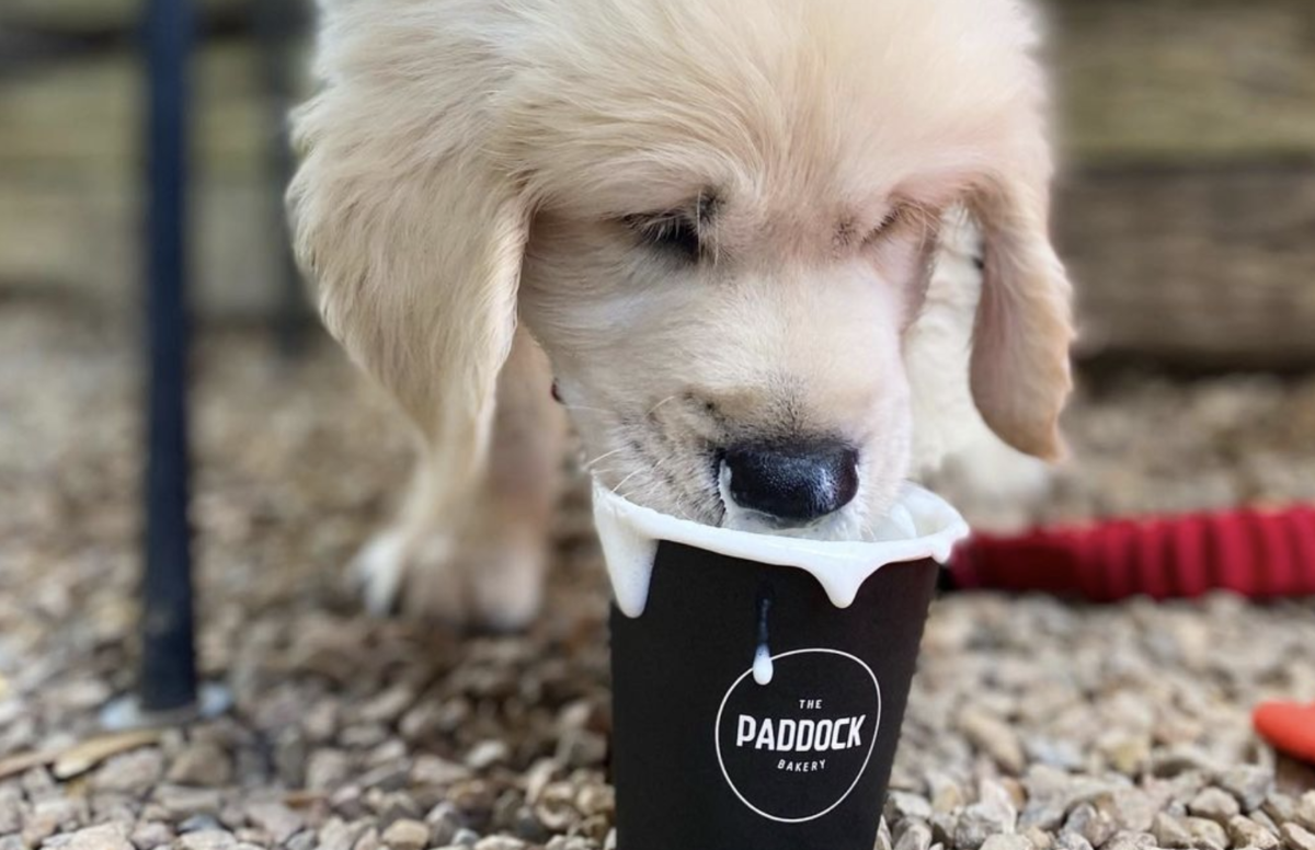 Paddock Bakery Puppy (image supplied)