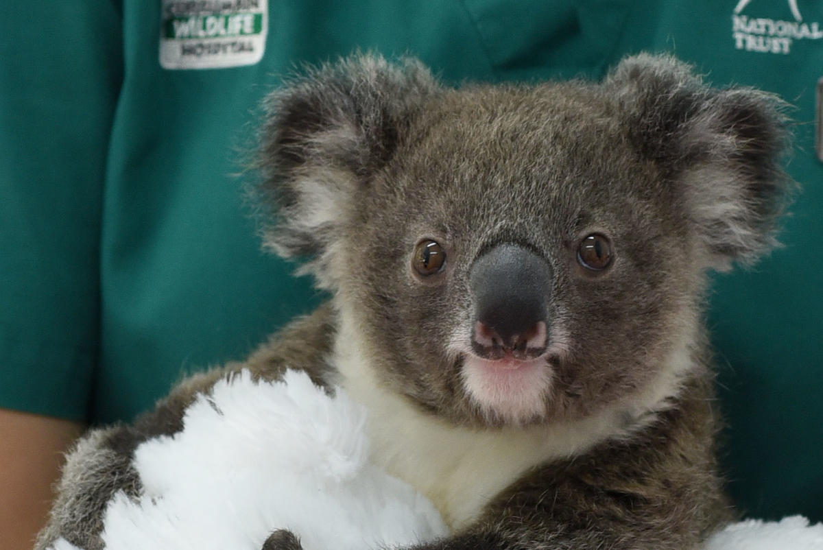 Bronte the Koala from Currumbin Wildlife Hospital (image supplied)