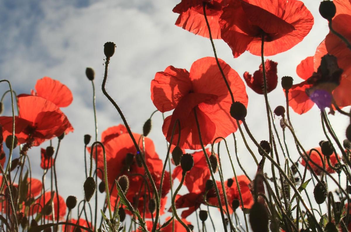 Poppies for ANZAC Day (image supplied)
