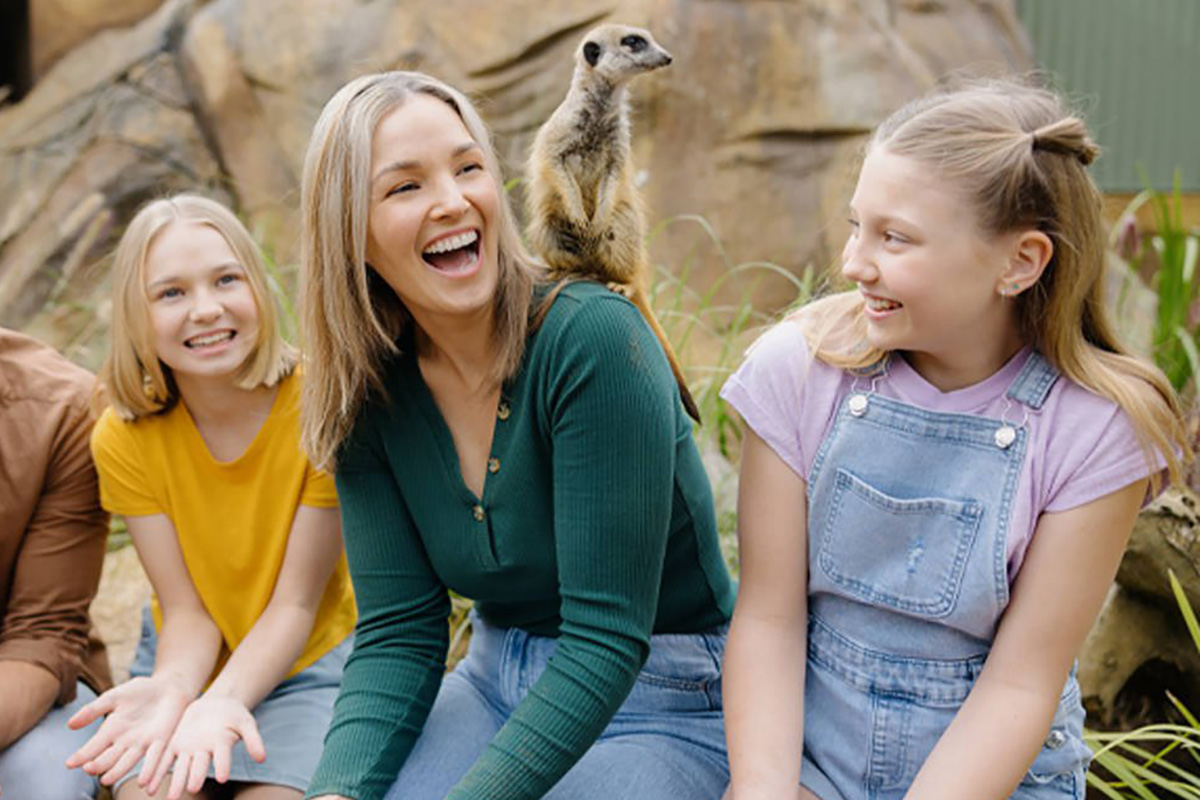 Meerkat Encounter at Paradise Country (image supplied)
