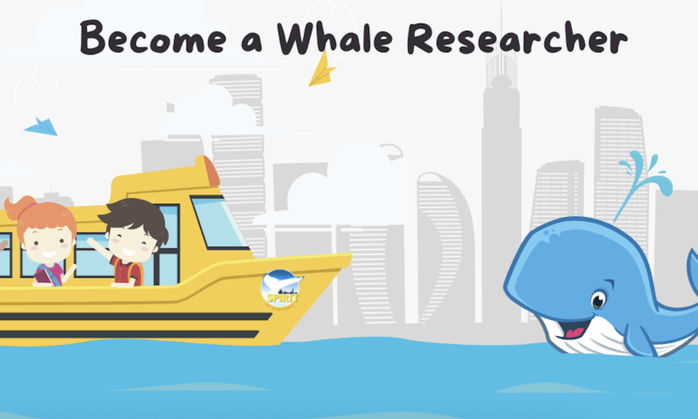Become a Whale Researcher – Spirit of Gold Coast Whale Watching image
