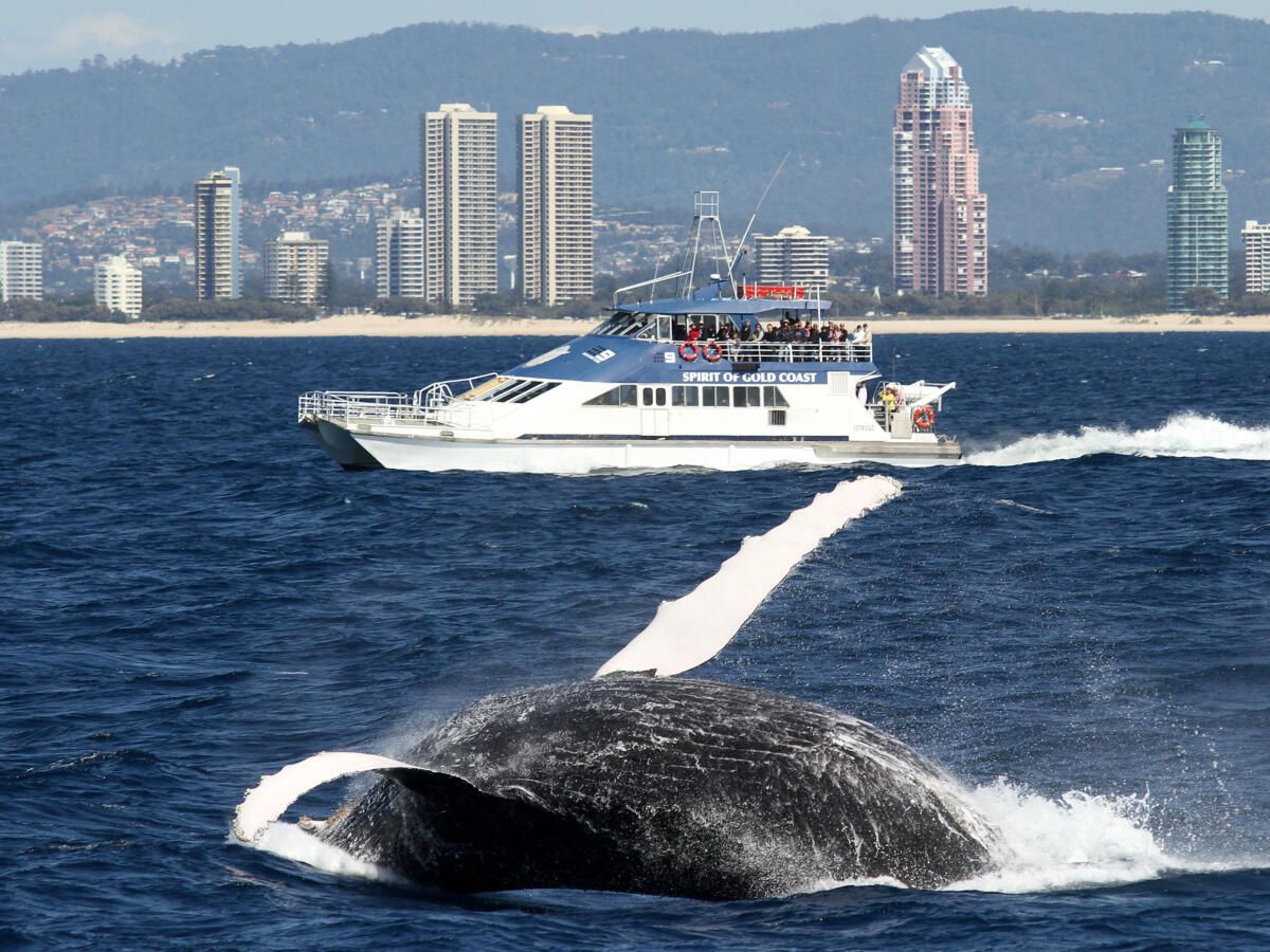 Spirit of Gold Coast Whale Watching (image supplied)