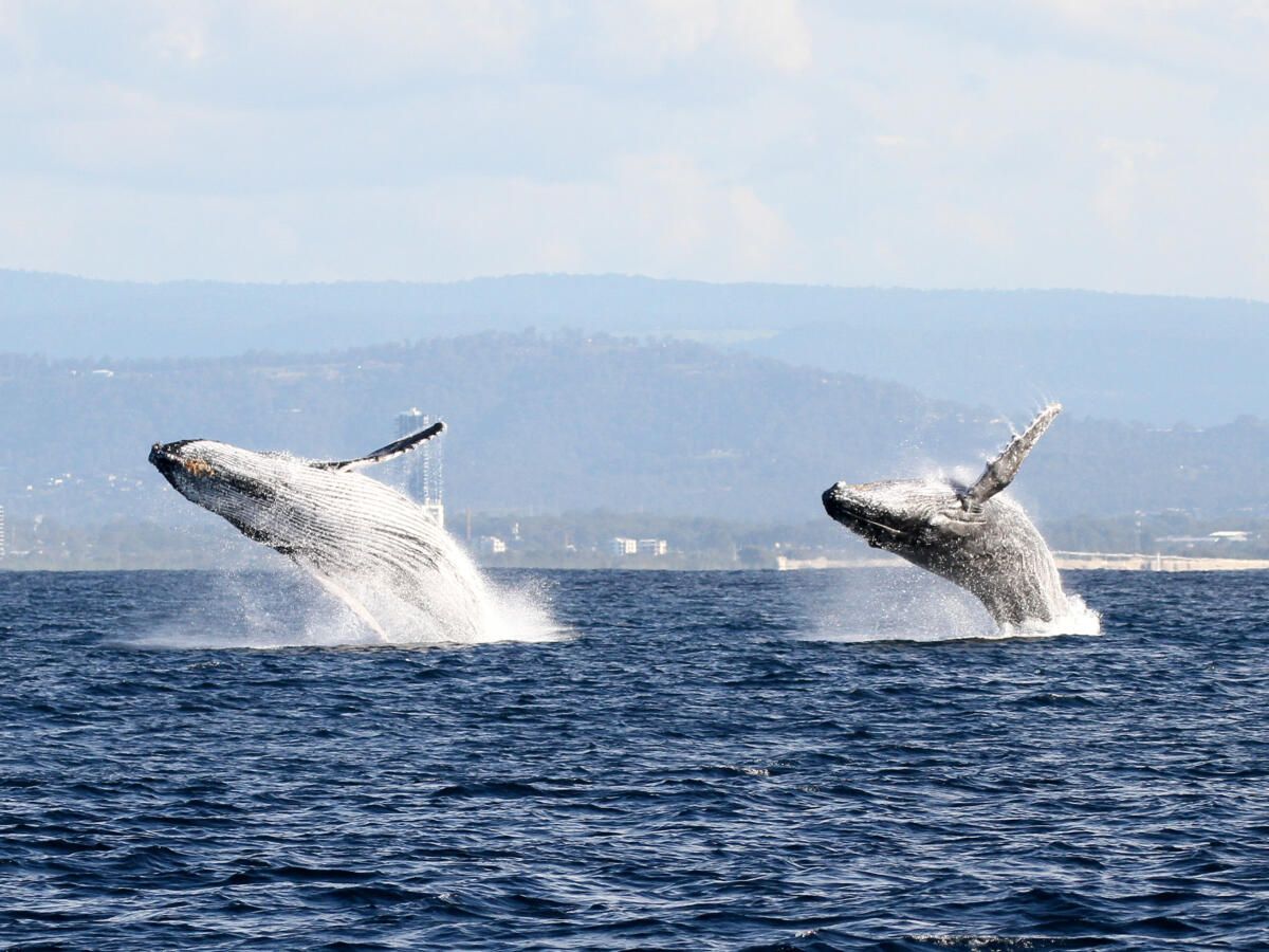 Spirit of Gold Coast Whale Watching (image supplied)