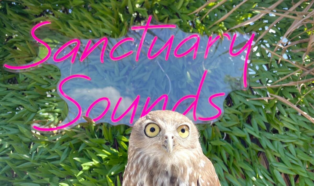 Sanctuary Sounds: Sunday Sessions at Currumbin Wildlife Sanctuary (image supplied)