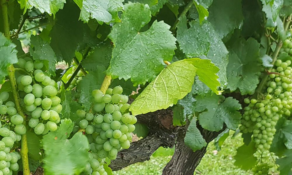 Verdelho Grape Harvest at O’Reilly’s Canungra Valley Vineyards image