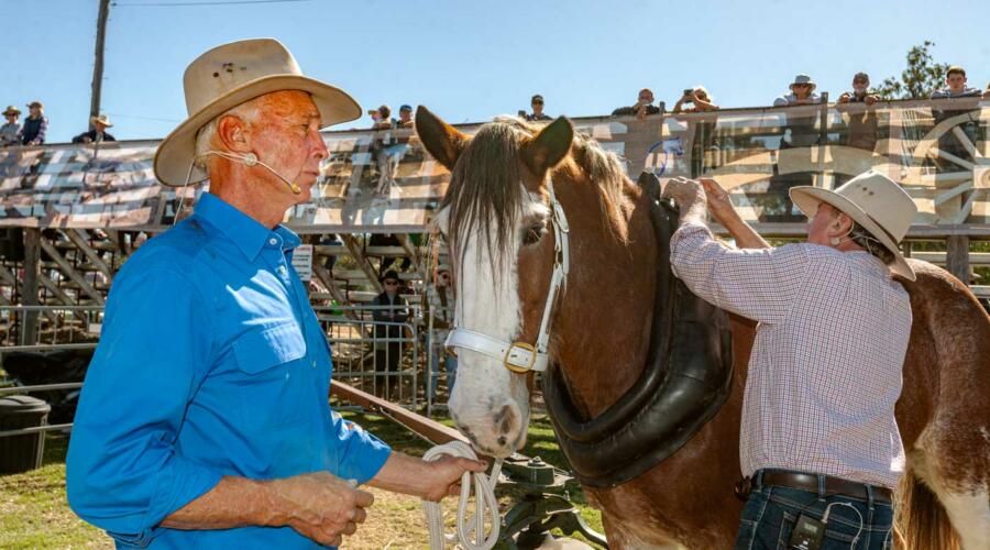 Scenic Rim Clydesdale Spectacular (image supplied)