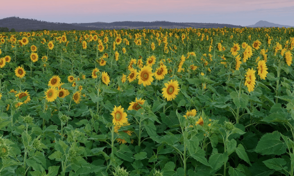 Kalbar Sunflower Festival image