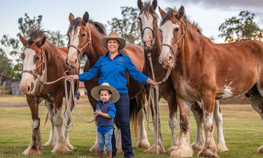 Scenic Rim Clydesdale Spectacular image