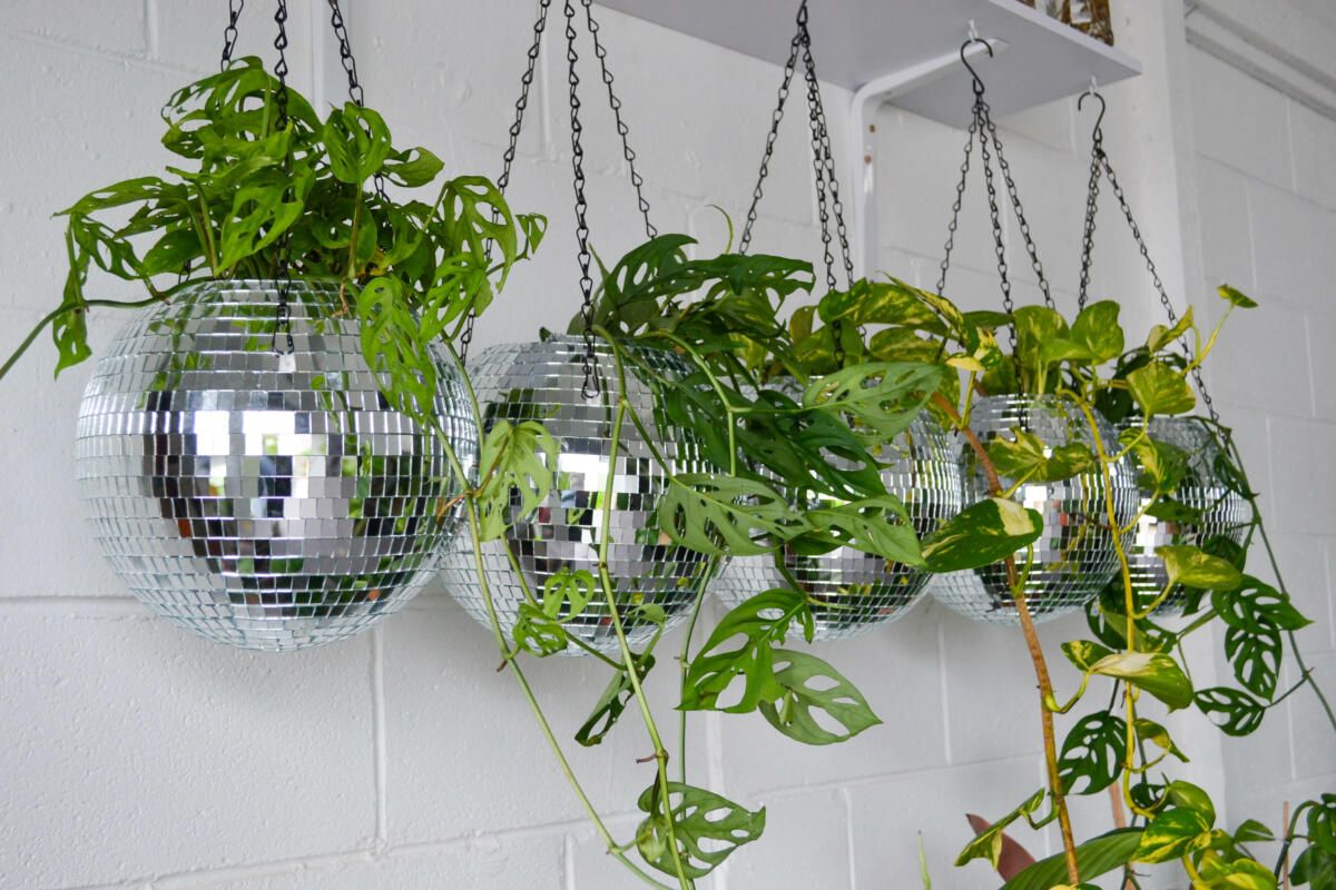 Disco ball hanging plants, The Plant Shed (Image: © 2022 Inside Gold Coast)