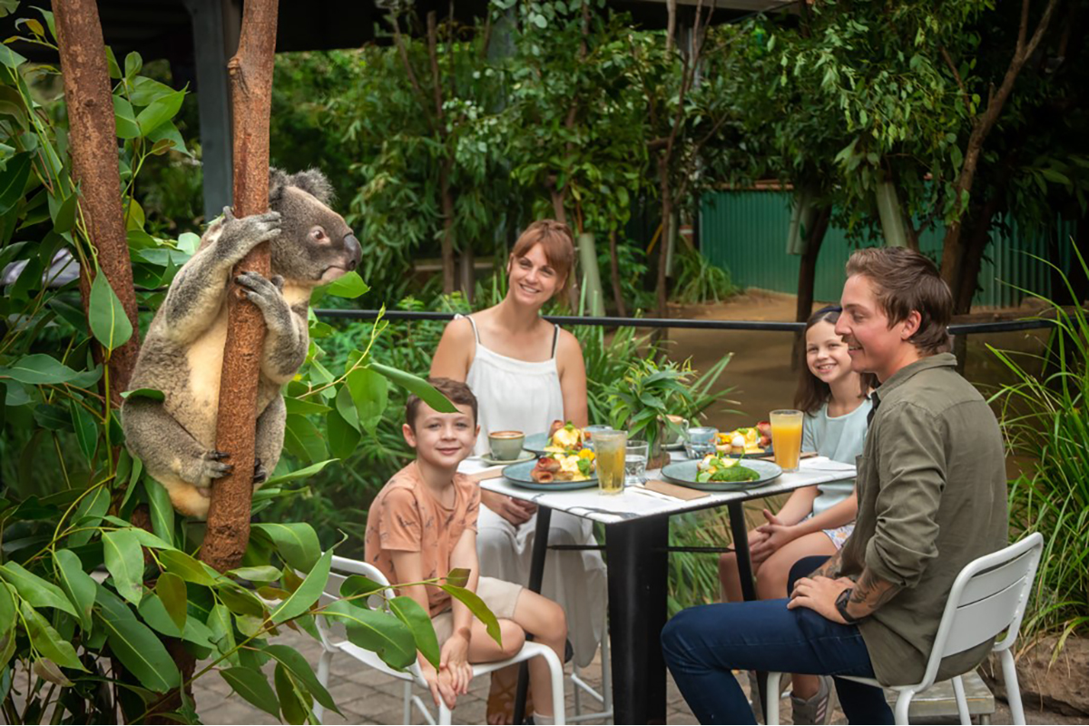 Koala Breakfast, Currumbin Wildlife Sanctuary (image supplied)