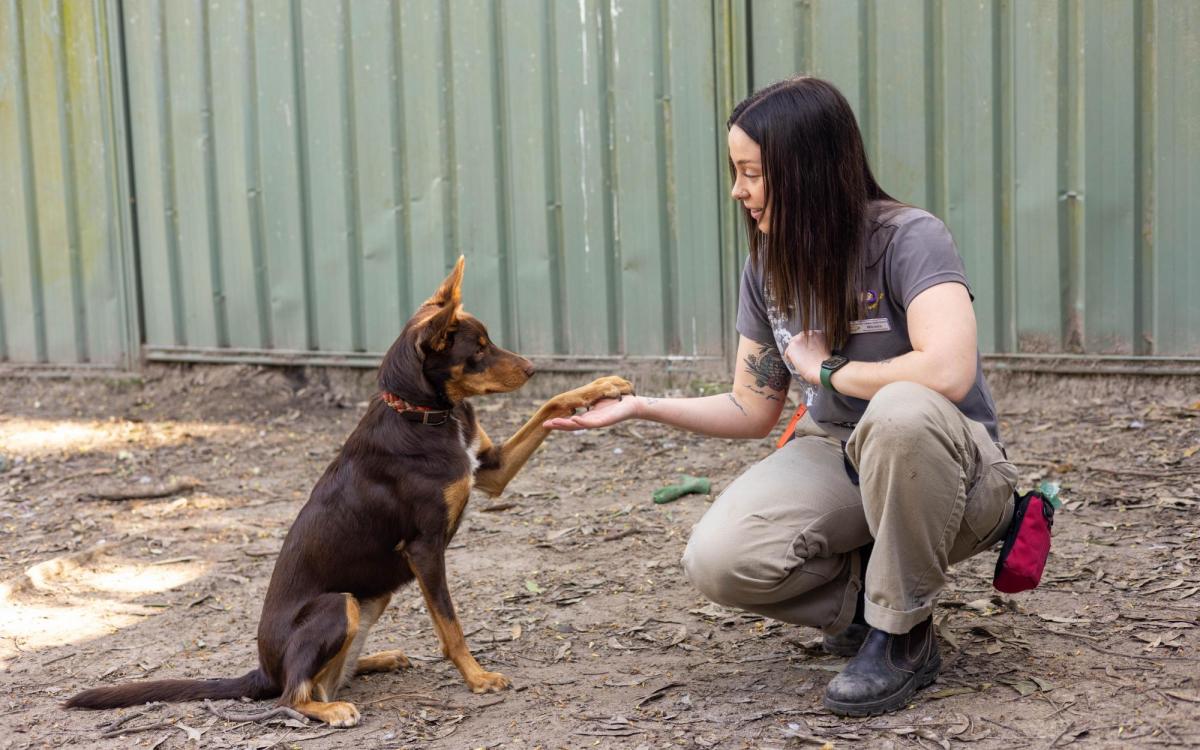 Mikaela with her AWLQ dog Yindi (image supplied)