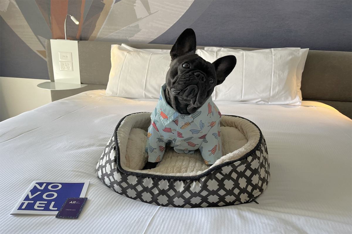 Dog friendly accommodation at the Novotel Surfers Paradise (image supplied)