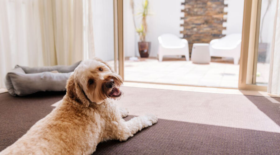 Pawfect Gold Coast Getaway at Mercure Gold Coast Resort (image supplied)