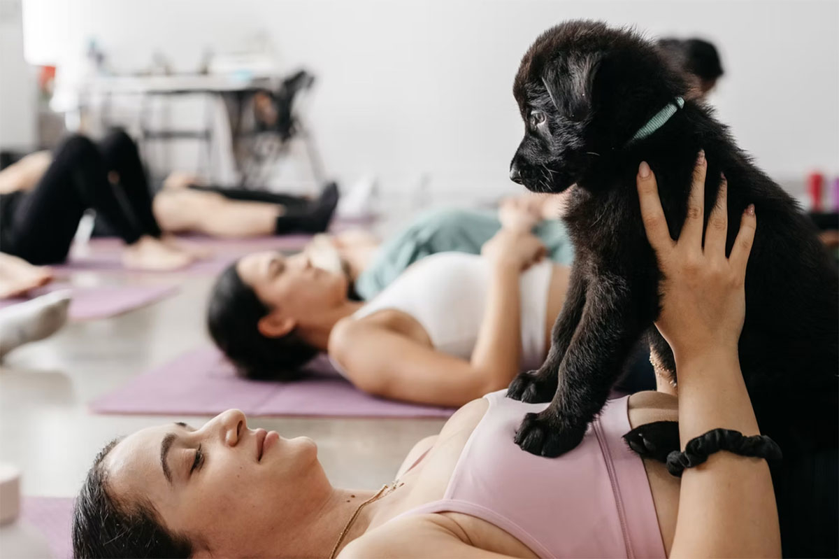Yoga Paws, House of Motion, Miami (image supplied)