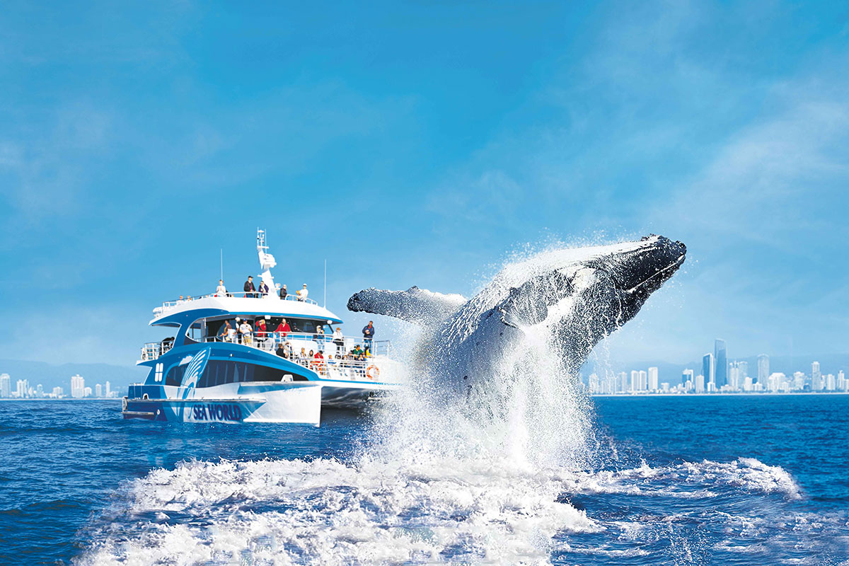 Sea World Whale Watching Cruise, The Tour Collective (image supplied)