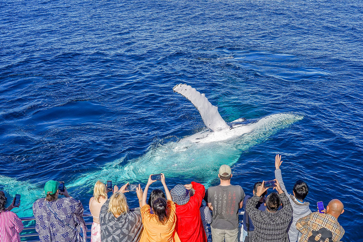 Sea World Whale Watching Cruise, The Tour Collective (image supplied)