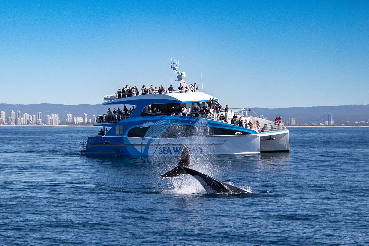 Sea World Whale Watching Cruise, The Tour Collective (image supplied)